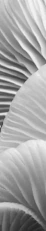 Angle Brackets